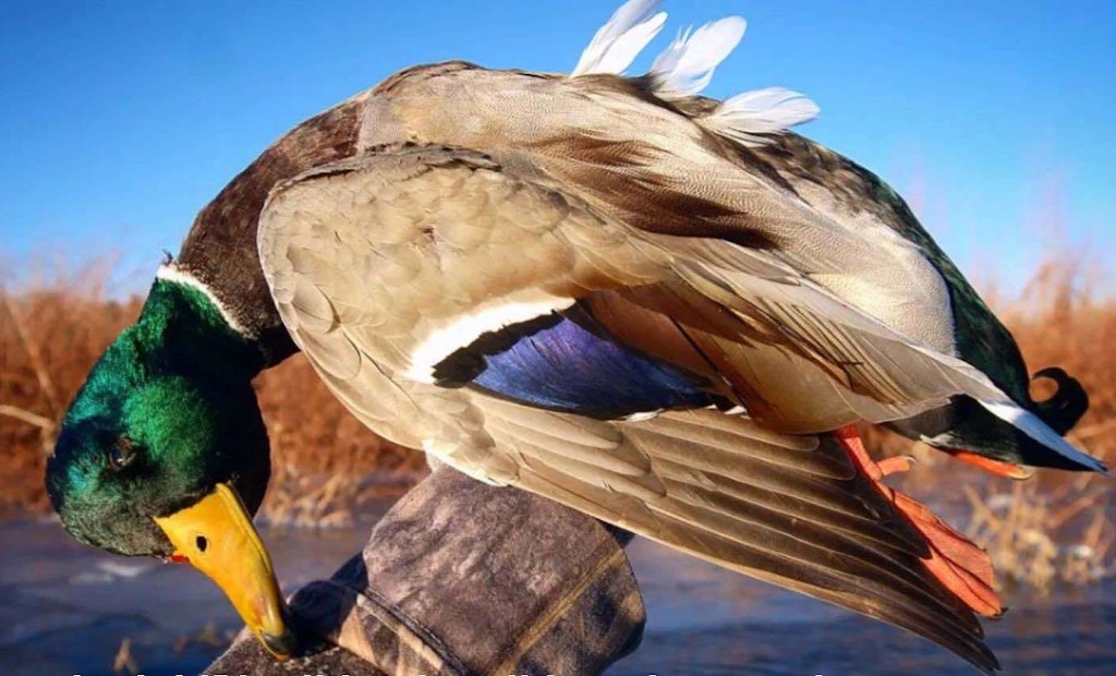 Late-Season Waterfowl Video: Solo Mallard Limit Over Minimal Decoy Spread