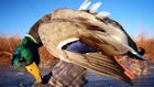 Late-Season Waterfowl Video: Solo Mallard Limit Over Minimal Decoy Spread