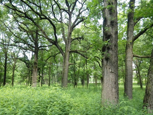 Hungry deer mow down the shrubs and leafy plants. This can change how things sound in the woods. And that means this could also change the calls birds make as they adapt to evolving acoustics. Photo: Forest Preserves of Cook County