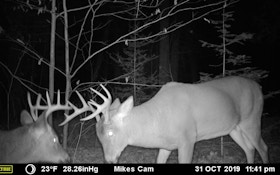 Buck Fight Caught on Trail Camera