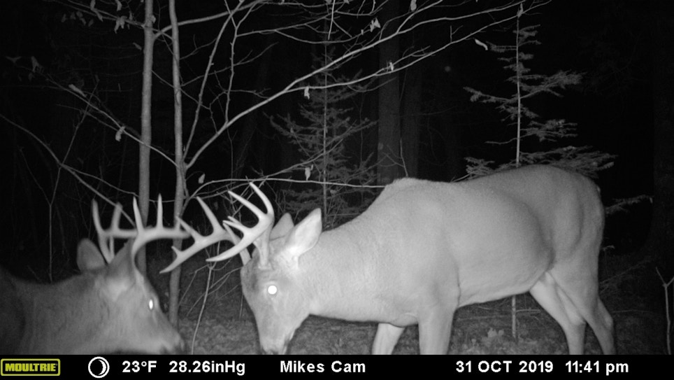 Buck Fight Caught on Trail Camera