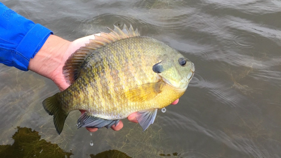 3 Tips for Catching Spawning Sunfish