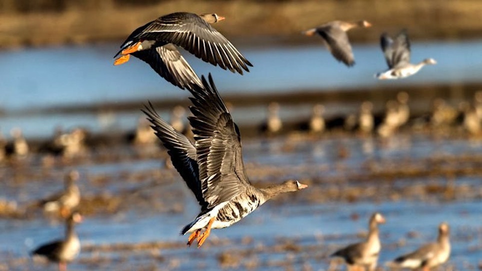 2019 Waterfowl Migration: More Geese Than Ducks