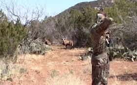 VIDEO: Spot And Stalk Rams At Dos Plumas Ranch