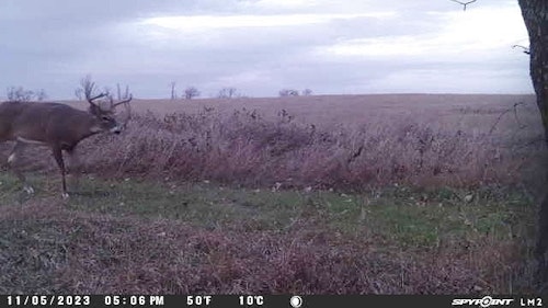 The author was forced to change this cam’s location because the CRP field grasses beyond the deer trail regularly triggered the camera, especially in high winds. Rather than trim all the grass, he decided to move the camera.