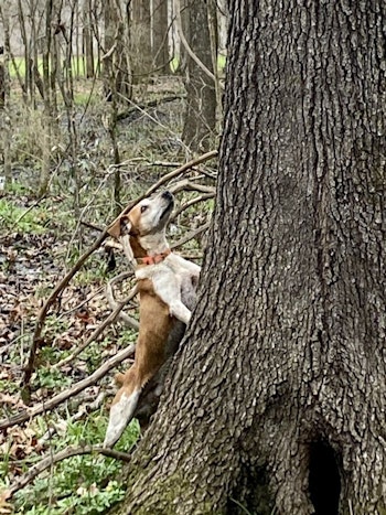 Squirrel dogs are great fun to hunt with and helpful to put you on bushytails. (Photo: Alan Clemons)