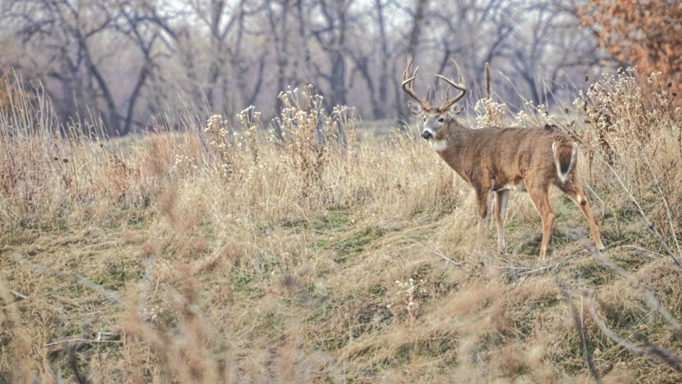 Tips for Bowhunting Whitetail Bedding Areas
