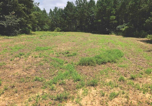 This is a prime example of a summer plot that failed because it was too small in size. Deer began heavily browsing this .75-acre plot as soon as it sprouted, and all that grew the rest of the summer were grass weeds.