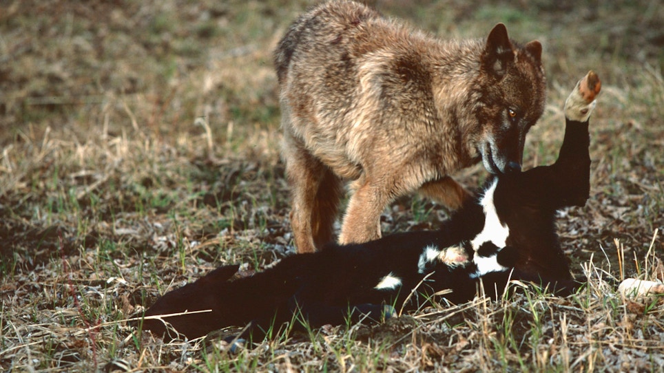 When it comes to coyotes, where's the beef?