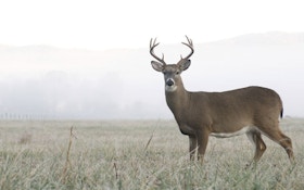 Five Fast Facts About Deer And Habitat