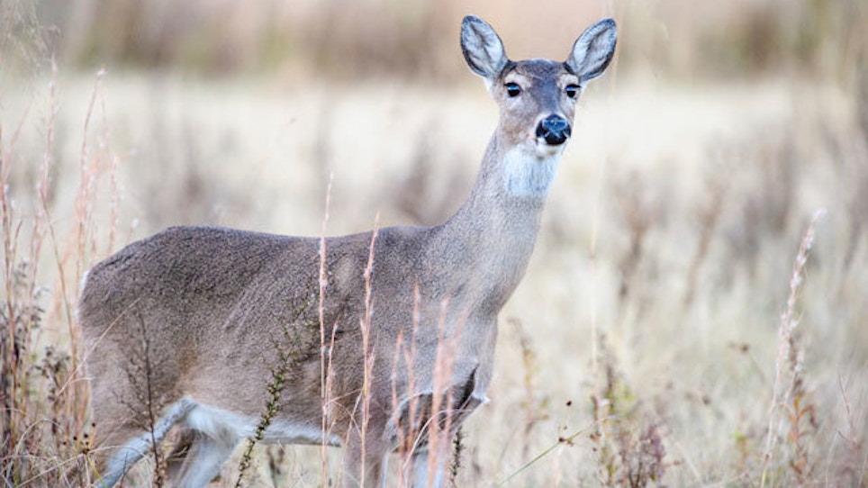 Vermont To Boost Deer Permits After Mild Winter