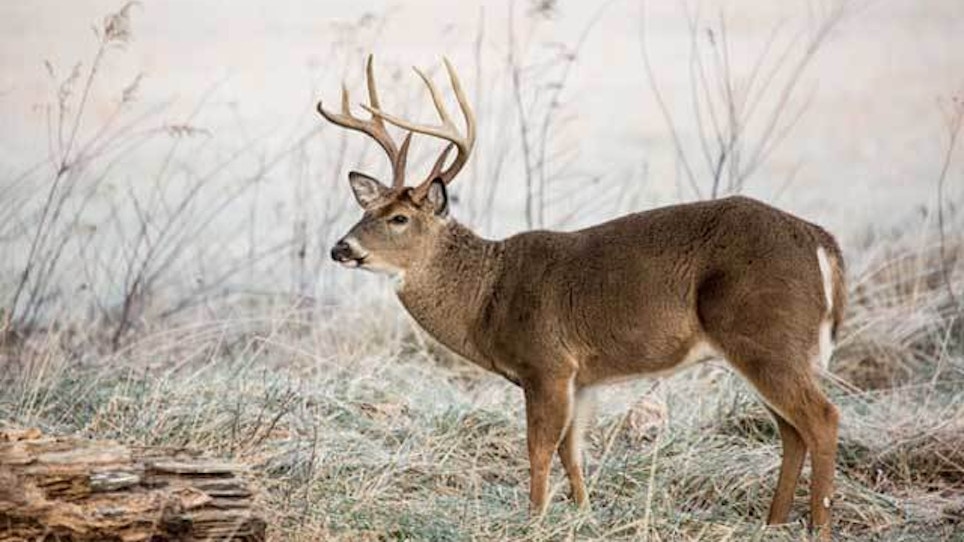 The changing world of whitetails