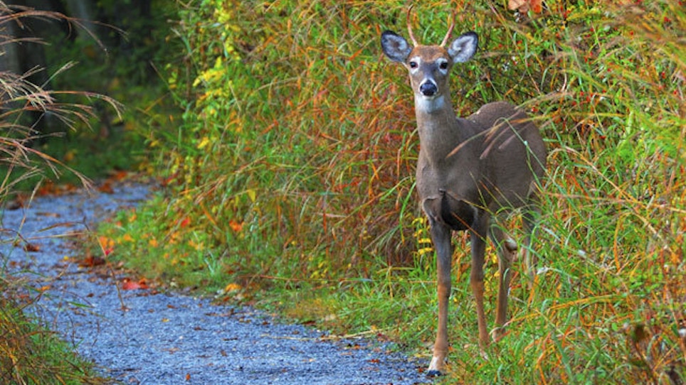 Will A Whitetail Spike Stay A Spike Forever?