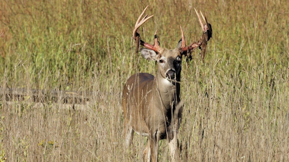 CWD Numbers In Whitetails Double Near San Antonio