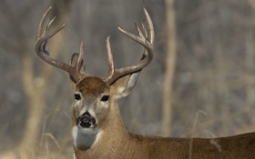 Where to hunt the biggest deer