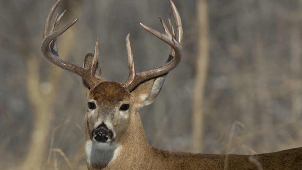 South Carolina Looking At Altering Deer Season Rules