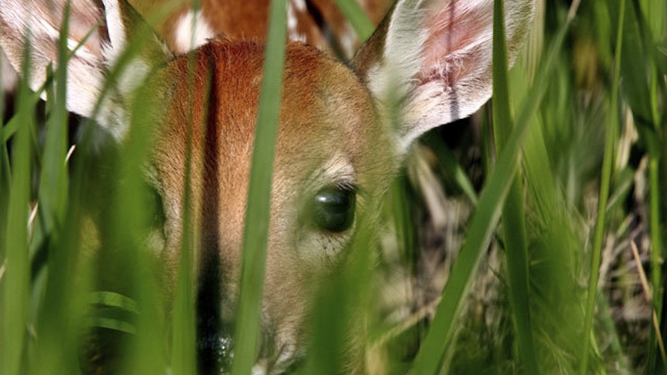 Deer News: Triplet Fawns, Blood-Trailing Aid And More Bowhunters