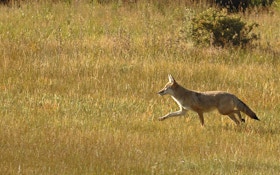Pet Coyote Running Loose With Leash Captured, Euthanized