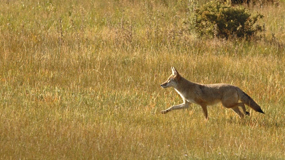 Pet Coyote Running Loose With Leash Captured, Euthanized