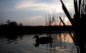What The Farm Bill Means For Duck Hunters