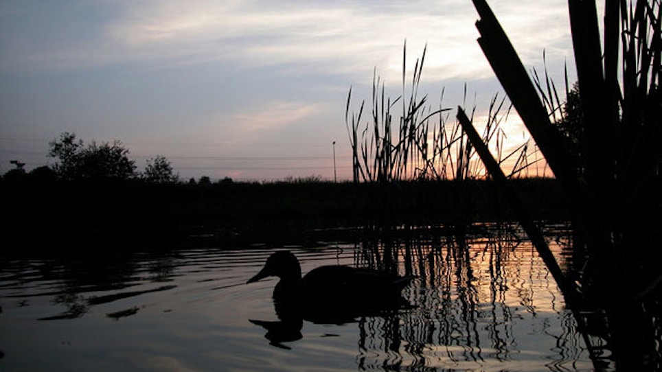 What The Farm Bill Means For Duck Hunters