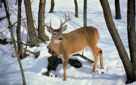 Deer Glands: What Do They All Do?