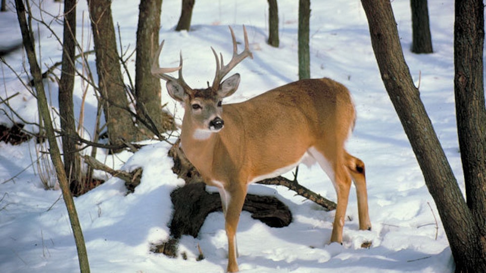 Deer Glands: What Do They All Do?