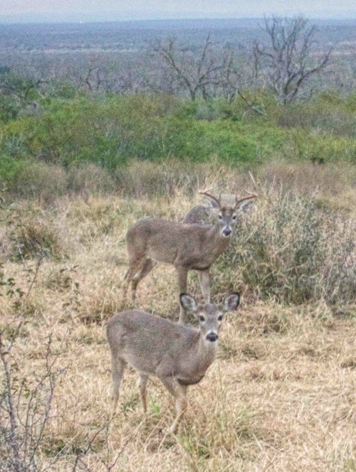 Though whitetails are plentiful in north Texas, traveling bowhunters should not expect to see the numbers of deer that they would when hunting the hill and brush country.