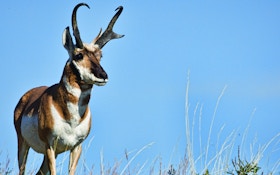 Antelope Numbers Rebound In Montana