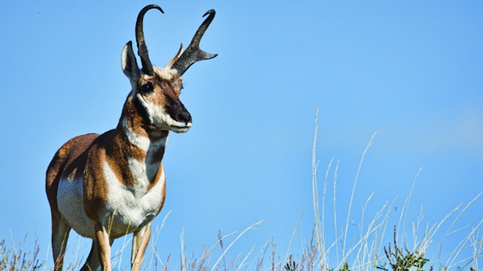 Antelope Numbers Rebound In Montana