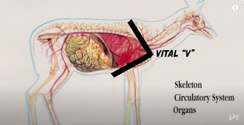 This vital V illustration is a screenshot from The Hunting Public video featured below. An arrow that strikes low and forward in the lungs, very close to the heart, is quickly lethal.