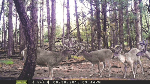 The author calls this image "Coues Composite" and it reveals several mature Coues bucks photographed by a single trail camera.