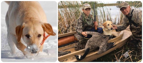 The author's British Lab, Togo, loves hunting pheasants and waterfowl. 