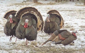Bowhunting Turkeys: A Colorado Double