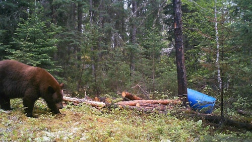 Trail cams are an excellent tool for learning black bear size at a bait site, as well as color phase.