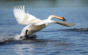 Game Warden Chronicles: Pair Cited for Killing Trumpeter Swans