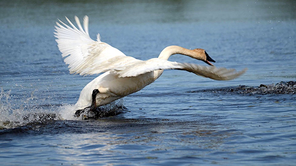 Game Warden Chronicles: Pair Cited for Killing Trumpeter Swans