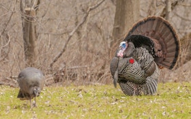 Bowhunting Advice: Shot Placement on Wild Turkeys