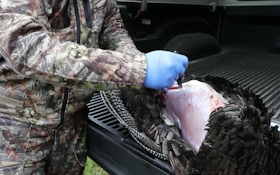 How to clean your wild turkey for the dinner table