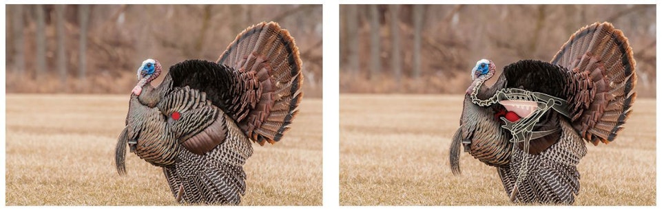 The red dot in the left photo shows where to aim on strutting broadside gobbler when using a broadhead designed for body shots. The right photo shows the outlines of a turkey’s vital area, including the lungs (pink), heart (red) and spine.