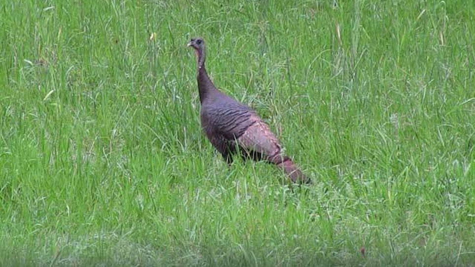 New York biologists study wild turkey population changes