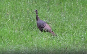Vermont holds seminar for 1st-time turkey hunters
