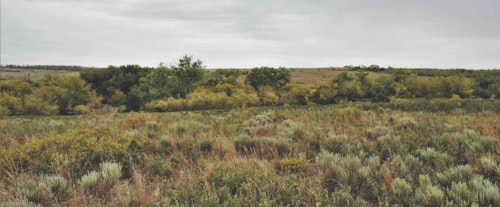 In the plains states, a narrow swath of trees running through the otherwise-open prairies makes a great bow stand with easy, low-impact access and productive all-day hunting.