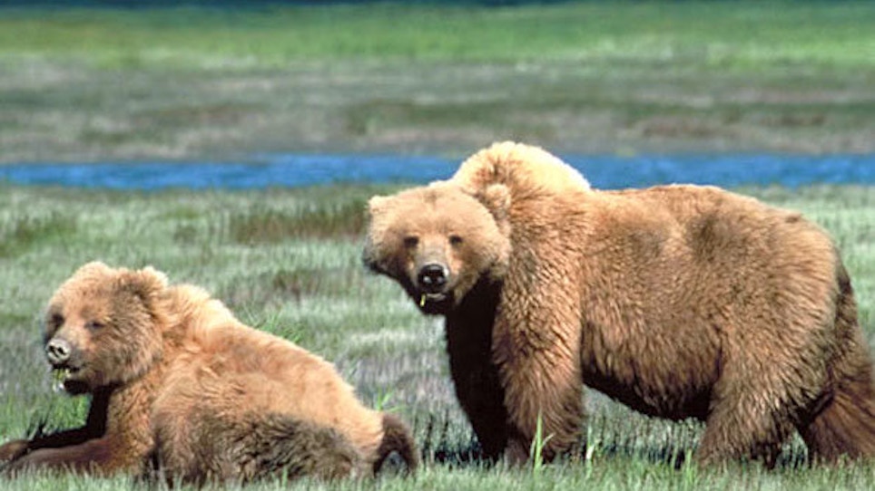 Grizzly bear hunt plans underway in Wyoming