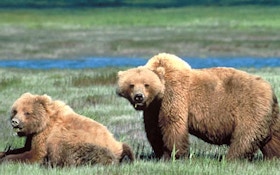 Feds Decline to Restore Protections for Yellowstone-Area Grizzly Bears