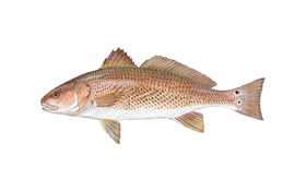 Redfish Primer