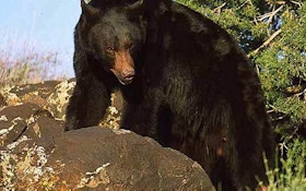 Bear Populations Increasing, Record Harvests Reported