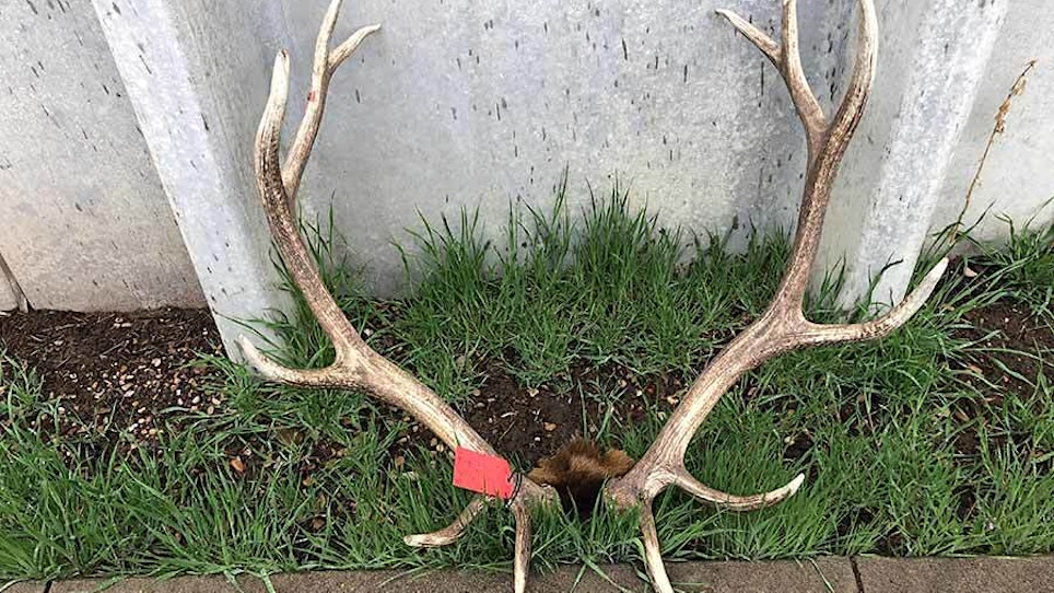 Game Warden Chronicles: Idaho Woman Charged in Elk Poaching; Jersey Shore Angling Party is Costly