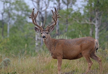 CWD isn't common in Utah, and the state is taking steps to ensure this continues.
