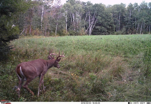Lucky appeared on camera on September 2 — in full velvet — and then he appeared the following day in the same spot without a stitch of velvet on his antlers (above).